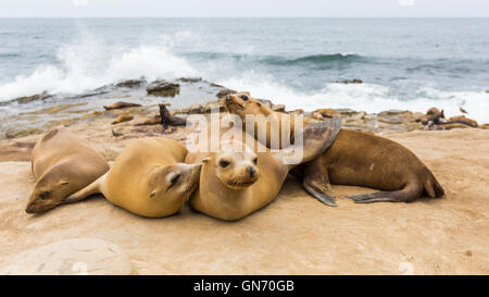 eine Gruppe von Seelöwen in der Sonne auf den Felsen am La Jolla Cove, La Jolla, San Diego, Kalifornien, USA Stockfoto