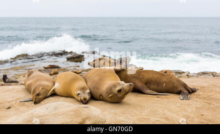 eine Gruppe von Seelöwen in der Sonne auf den Felsen am La Jolla Cove, La Jolla, San Diego, Kalifornien, USA Stockfoto