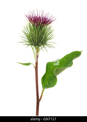 Klette Blume isoliert auf weißem Hintergrund Stockfoto