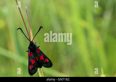 Fünf-Spot Burnet Motten - Zygaena Trifolii, Zygaenidae finden Sie unter Willington, Derbyshire, UK Stockfoto