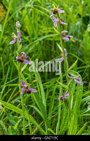 Biene Orchidee - Ophrys Apifera, Orchidaceae. Gefunden Sie bei Willington, Derbyshire, UK Stockfoto