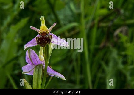 Biene Orchidee - Ophrys Apifera, Orchidaceae. Gefunden Sie bei Willington, Derbyshire, UK Stockfoto