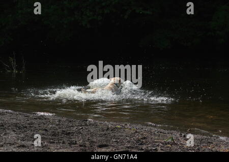 Labrador Hund planschen im Wasser Stockfoto
