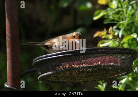 Robin am Futtertisch Stockfoto