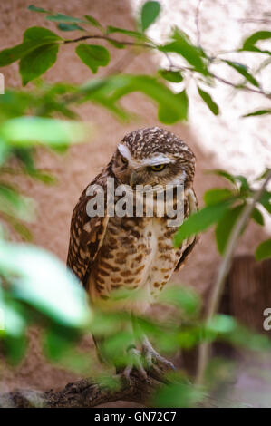 Living Desert Zoo Gardens State Park Stockfoto