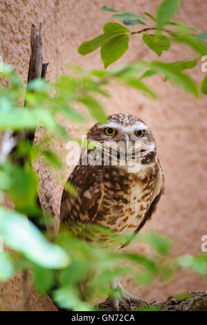 Living Desert Zoo Gardens State Park Stockfoto
