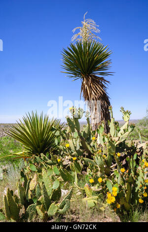 Living Desert Zoo Gardens State Park Stockfoto