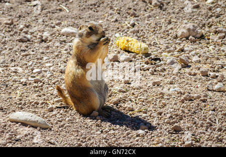 Living Desert Zoo Gardens State Park Stockfoto