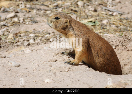 Living Desert Zoo Gardens State Park Stockfoto