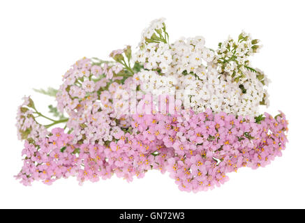 Weiß-rosa Schafgarbe Blumen isoliert auf weißem Hintergrund. Stockfoto