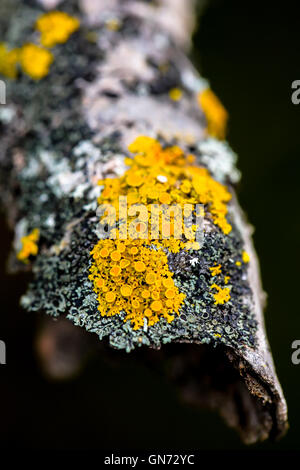 Eine Nahaufnahme Foto gelbe Flechten (Xanthoria Parietina) auf Ast. Stockfoto