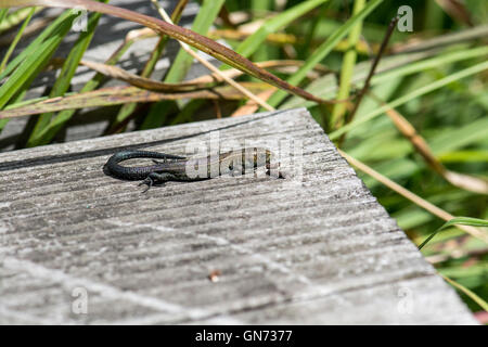 Gemeinsame oder lebendgebärend Eidechse (Zootoca Vivipara). Vor kurzem geboren jungen des Jahres. Stockfoto