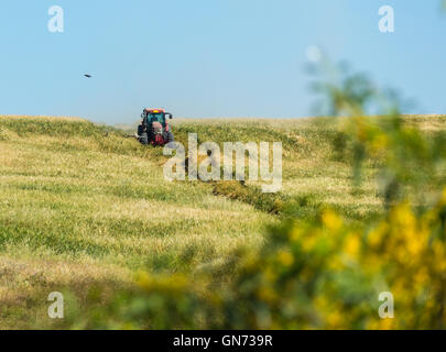 Agrarlandschaft, Weizenfeld Traktor durchfährt. Stockfoto