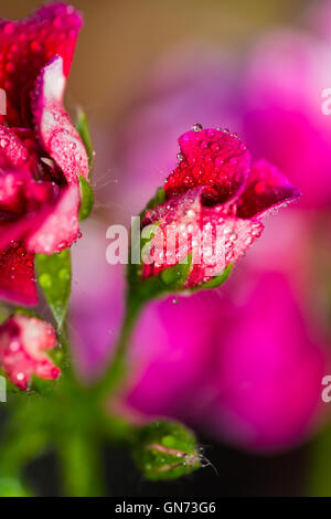 Knospen der Rosen in der Tropfen Tau closeup Stockfoto