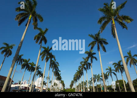 LINIEN VON HOHEN PALMEN BÄUME ROYAL POINCIANA WEG PALM BEACH FLORIDA VEREINIGTE STAATEN Stockfoto