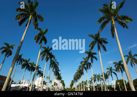 LINIEN VON HOHEN PALMEN BÄUME ROYAL POINCIANA WEG PALM BEACH FLORIDA VEREINIGTE STAATEN Stockfoto