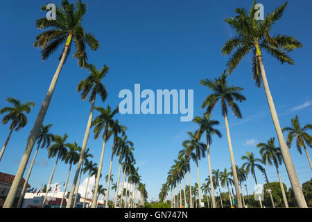 LINIEN VON HOHEN PALMEN BÄUME ROYAL POINCIANA WEG PALM BEACH FLORIDA VEREINIGTE STAATEN Stockfoto