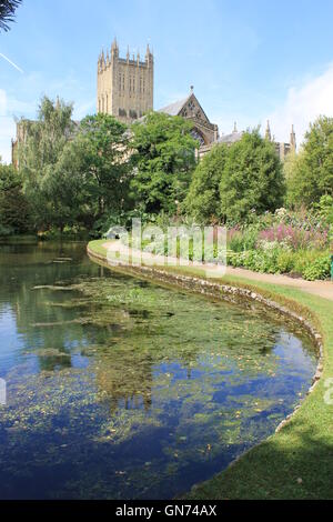 Wells Cathedral und ihre Reflexion im gut Pool, des Bischofs Schlossgarten, Wells, Somerset, England, UK Stockfoto