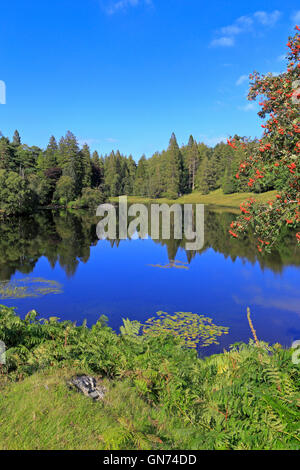 Tarn Hows, Cumbria, Nationalpark Lake District, England, UK. Stockfoto