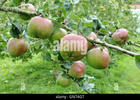 Bio Kochen Äpfel wachsen in einem Obstgarten in einem englischen Garten - August 'Yorkshire Beauty'-Sorte Stockfoto
