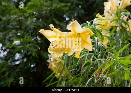 Gelbe Lilie Blumen (Lilium) - USA Stockfoto