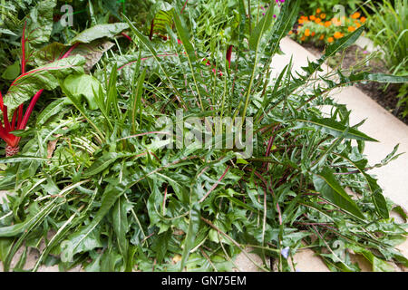 Roten Löwenzahn Blätter - USA Stockfoto