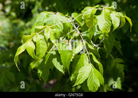 Kellys Gold Box Elder tree (Acer Negundo) - USA Stockfoto