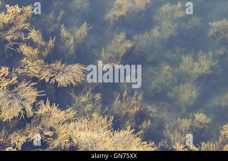 Stränge des Rockweed (Ascophyllum Nodosum) Schwimmen bei Flut in den Golf von Maine. Stockfoto