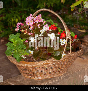 Cluster von Bettwaren Begonien mit leuchtend rosa, rote & weißen Blüten & rot & grün Blätter wachsen in großen dekorativen Behälter - Recycling Weidenkorb Stockfoto