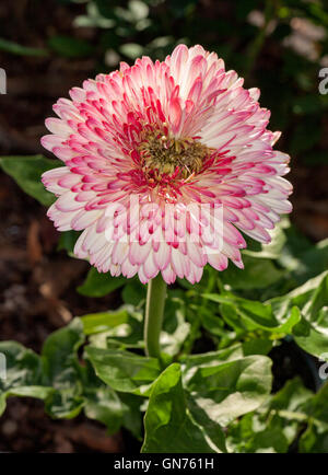 Spektakuläre & ungewöhnlich große rosa und weiß gesprenkelt Doppelzimmer Gerbera Blume mit Smaragd grüne Blätter auf dunklem Hintergrund Stockfoto
