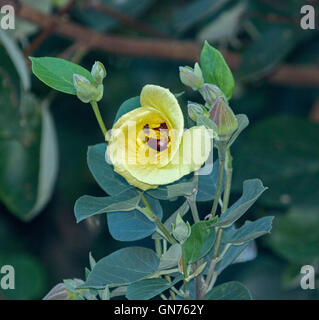 Schöne gelbe Wildblume mit dunkel rote Kehle des Hibiscus Tilliaceus, Pappel / Baumwolle Baum mit Knospen und Blätter Stockfoto