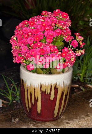 Kalanchoe Blossfeldiana Sukkulente mit Masse des lebendigen rosa gefüllte Blüten wachsen in dekorativen Keramiktopf auf dunklem Hintergrund Stockfoto