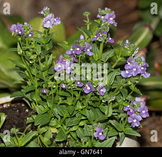 Große Ansammlung von leuchtend violette Nemesia Blüten mit weißen Kehlen & Smaragdgrün lässt auf dunklem Hintergrund Stockfoto