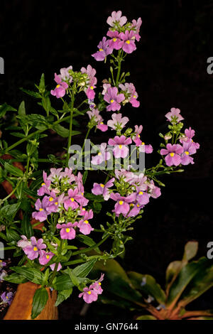 Große Ansammlung von leuchtend rosa Nemesia Blüten mit gelbem Schlund & grüne Blätter auf dunklem Hintergrund Stockfoto