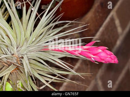 Atemberaubende, lebendige rosa Blume Hochblätter & grau grüne Blätter der Bromelie / Airplant Tillandsia 'Houston' vor einem dunklen Hintergrund Stockfoto