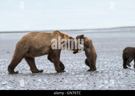 Alaskan Braunbär Sau und Cub spielen. Stockfoto