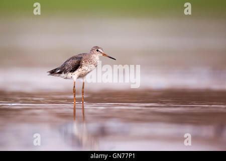 Gemeinsamen Rotschenkel (Tringa Totanus) Jagd nach Nahrung im flachen Wasser. Dieser Vogel ist in ganz Europa und Nordasien gefunden. Es m Stockfoto