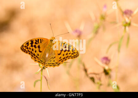 Kardinal Schmetterling (Argynnis Pandora). Dieser Schmetterling ist in Südeuropa verbreitet und findet sich auch in Nordafrika Stockfoto