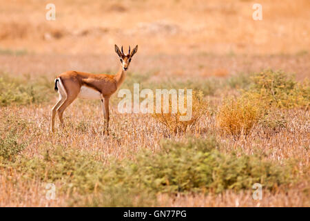 Berg-Gazelle (Gazelle Gazelle). Der Berg Gazella ist die häufigste Gazelle in Israel, vor allem in drei Bereichen aufhalten. Stockfoto