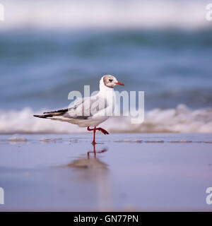 Mediterrane Möwe (Ichthyaetus Melanocephalus und in der letzten Larus Melanocephalus) auch bekannt als Black-headed Gull, zu Fuß Ne Stockfoto