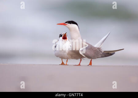 Seeschwalbe (Sterna Hirundo) Kreischen an einem Strand. Diese Seevogel findet sich in den subarktischen Regionen von Europa, Asien und Mittel- Stockfoto