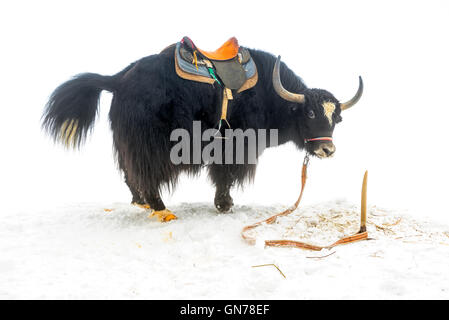 Yak mit Sattel stehend und angehobene Heck im Schnee ist isoliert auf weißem Hintergrund, Nahaufnahme Stockfoto