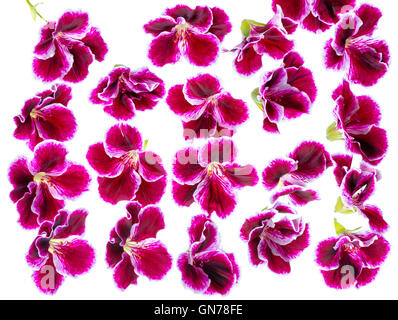 schöne blühende dunkel lila Geranie Blume wie als Hintergrund auf weiß isoliert. Königliche Pelargonien Stockfoto