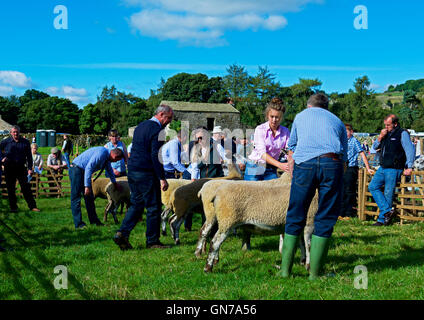 Schafe am Reeth Show, Swaledale, Yorkshire Dales National Park, North Yorkshire, England UK beurteilt wird Stockfoto