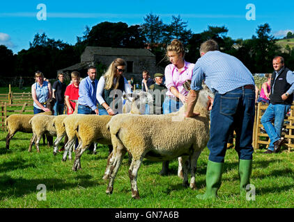 Schafe am Reeth Show, Swaledale, Yorkshire Dales National Park, North Yorkshire, England UK beurteilt wird Stockfoto