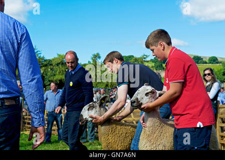 Schafe am Reeth Show, Swaledale, Yorkshire Dales National Park, North Yorkshire, England UK beurteilt wird Stockfoto