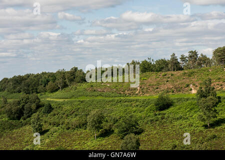 Die Reste der alten Straße A3 und nun einer der vielen Wanderungen in und um des Teufels Bowle, in der Nähe von Hindhead, Surrey. Stockfoto