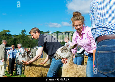 Schafe am Reeth Show, Swaledale, Yorkshire Dales National Park, North Yorkshire, England UK beurteilt wird Stockfoto