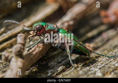 Grüne Sandlaufkäfer - Cicindela Campestris, gefunden auf den sandigen Böden der Heide Strauch landet von des Teufels Bowle. Stockfoto