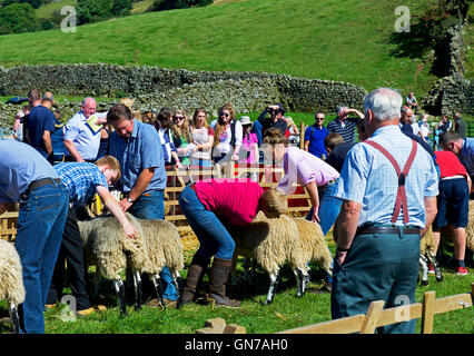 Schafe am Reeth Show, Swaledale, Yorkshire Dales National Park, North Yorkshire, England UK beurteilt wird Stockfoto